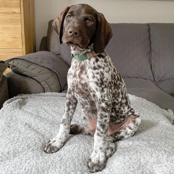 <span style="color: #000000;"><strong>Timber</strong></span> ♂️