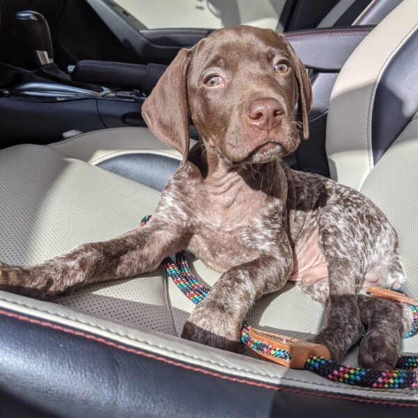 <span style="color: #000000;"><strong>Hunter</strong></span> ♂️