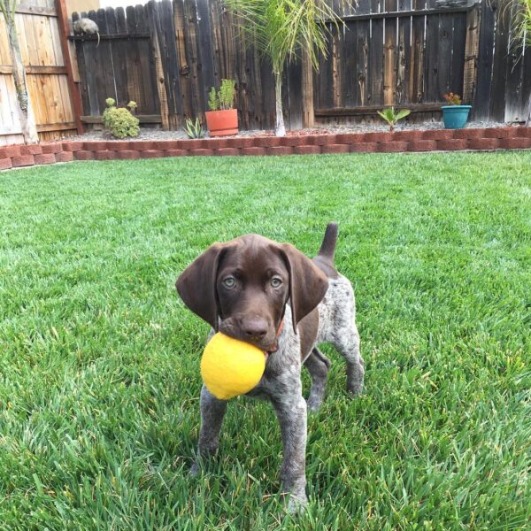 <span style="color: #0066cc;">Dexter</span> • 11 weeks