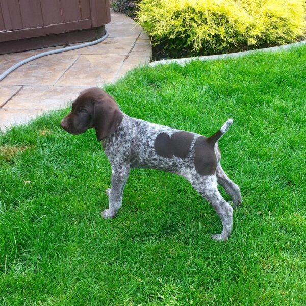 <span style="color: #FFA500;">Bella</span> • 11 Weeks