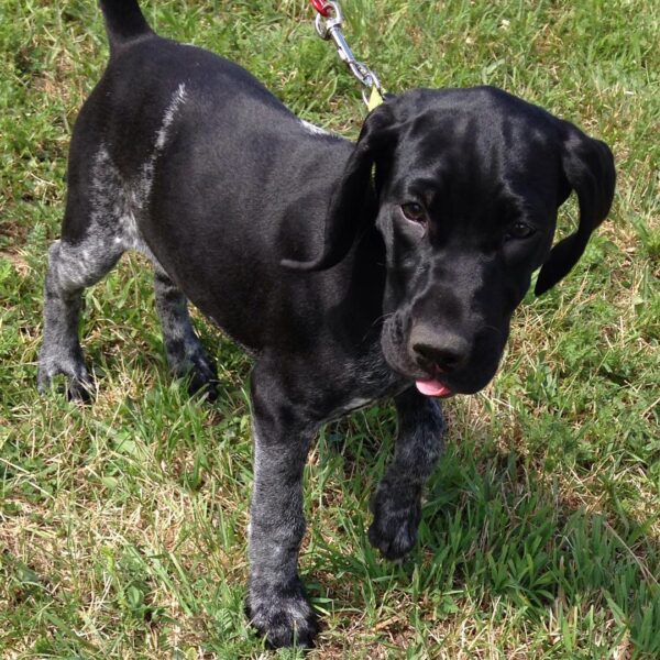 <span style="color: #FFA500;">Nala</span> • 11 Weeks