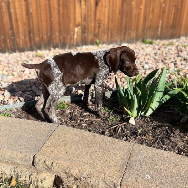 <span style="color: #FFA500;">Daisy-Mae</span> • 11 Weeks