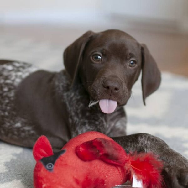 <span style="color: #0066cc;">Moose</span> • 11 weeks