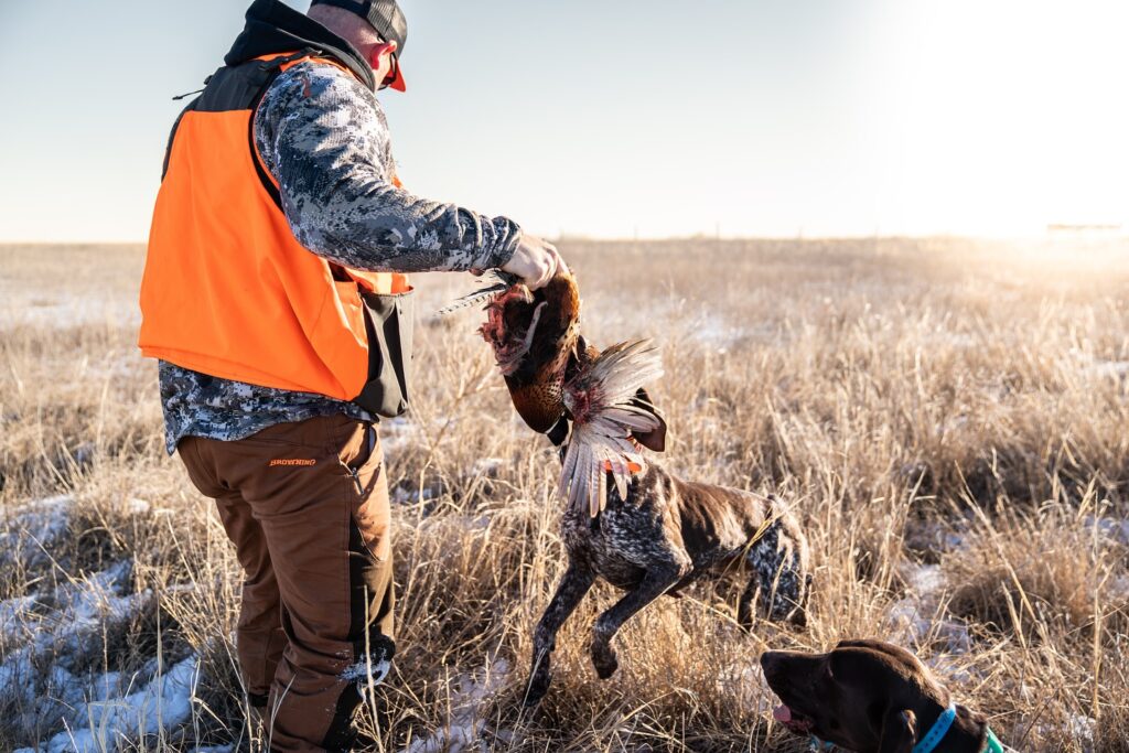 primeshorthairs_1767347439403