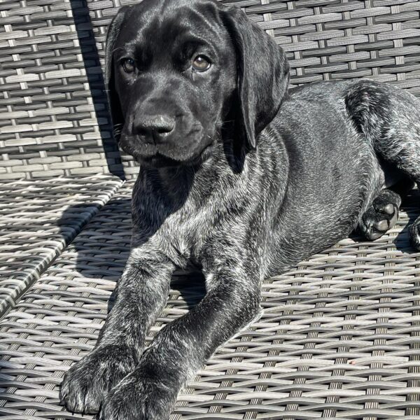 <span style="color: #000000;"><strong>Cooper</strong></span> ♂️